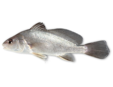 can dogs eat freshwater drum