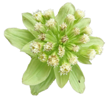 can dogs eat Japanese butterbur 