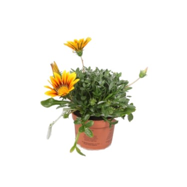 can dogs eat gazania