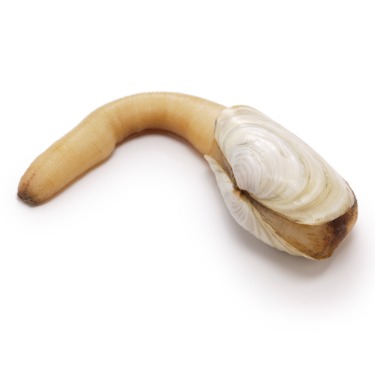 can dogs eat geoduck