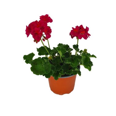 can dogs eat geraniums