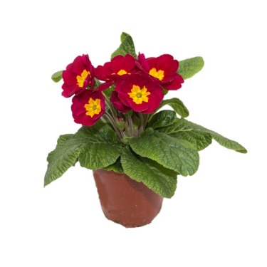 can dogs eat german primrose