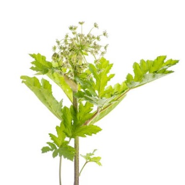 can dogs eat giant hogweed