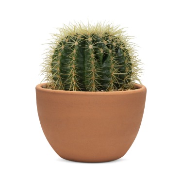 can dogs eat golden barrel cactus