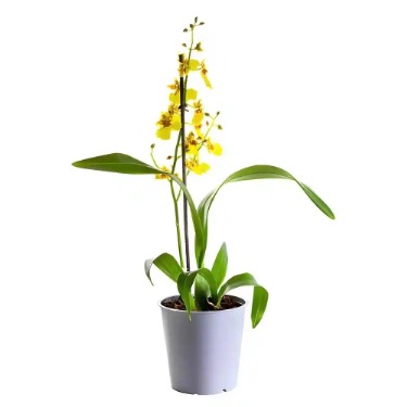 can dogs eat golden shower orchid