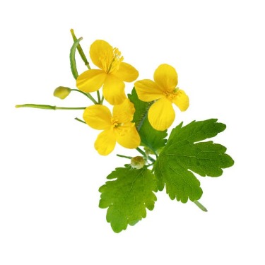 can dogs eat greater celandine
