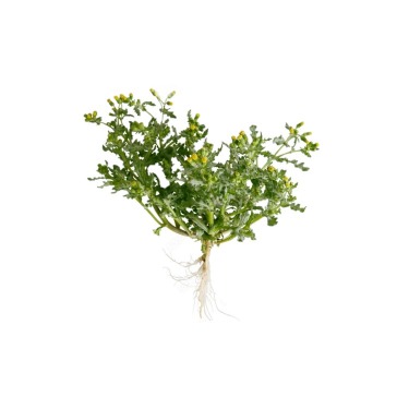 can dogs eat groundsel