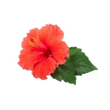 can dogs eat hibiscus