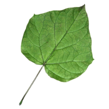 can dogs eat indian bean tree leaf