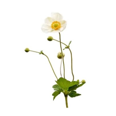 can dogs eat japanese anemone