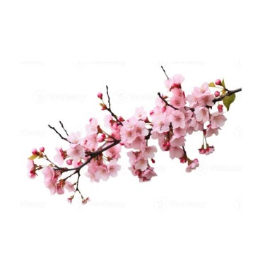 can dogs eat japanese flowering cherry