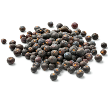 can dogs eat juniper berries