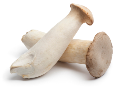 can dogs eat king oyster mushrooms