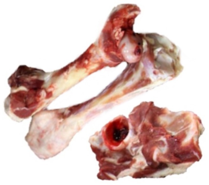 can puppies eat lamb bones