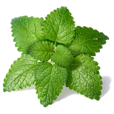 can dogs eat lemon balm