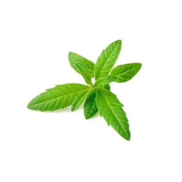 can dogs eat lemon verbena