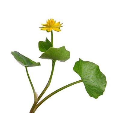 can dogs eat lesser celandine