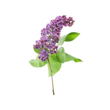 can dogs eat lilac bush