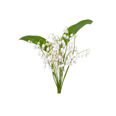 can dogs eat lily of the valley