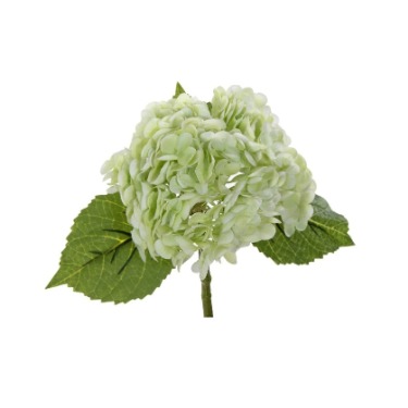 can dogs eat limelight hydrangea