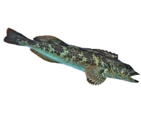 can dogs have lingcod