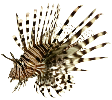 can dogs eat lionfish