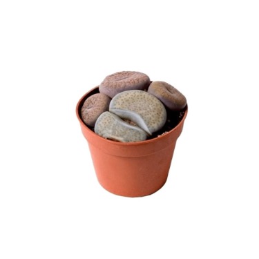 can dogs eat lithops fulleri