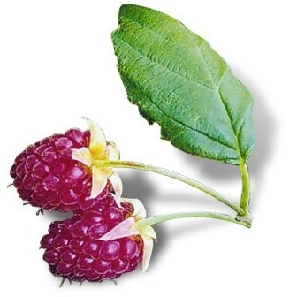 can dogs eat loganberries