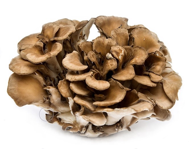 can dogs eat maitake mushrooms