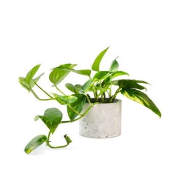 can dogs eat manjula pothos