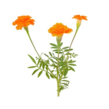 can dogs eat marigold