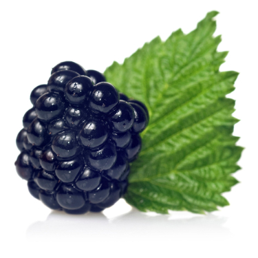 can dogs eat marionberries