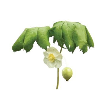 can dogs eat mayapple