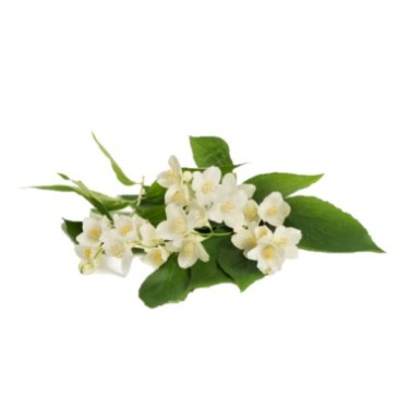 can dogs eat mock orange