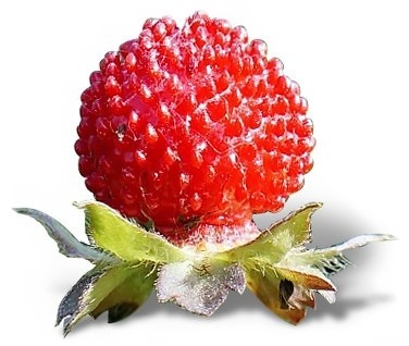 are strawberry poisonous to dogs