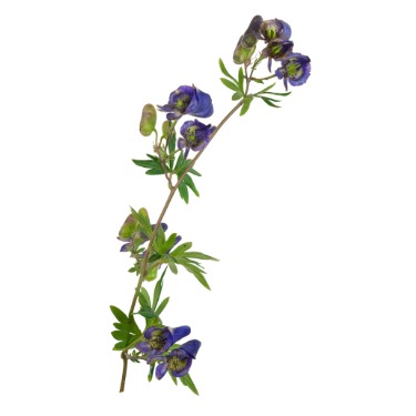 can dogs have monkshood