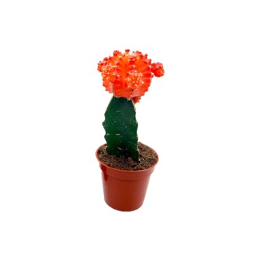 can dogs eat moon cactus