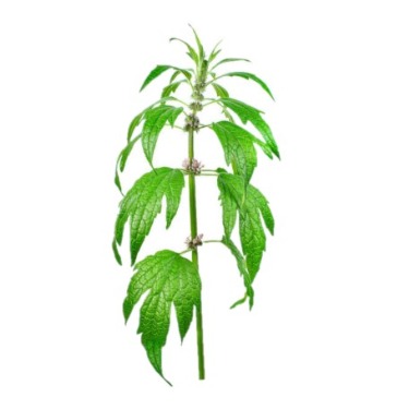 can dogs eat motherwort