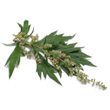 can dogs eat mugwort