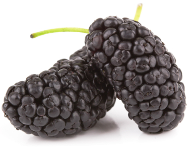 are wild blackberries bad for dogs