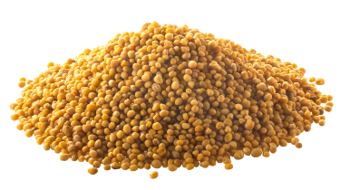 can dogs eat mustard seeds