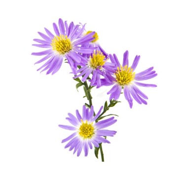 can dogs eat new england aster