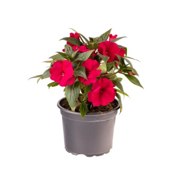 can dogs eat new guinea impatiens