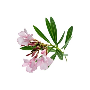 can dogs eat oleander