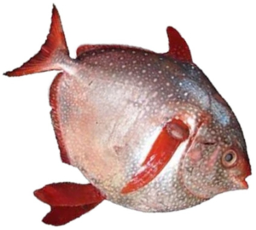 can dogs eat opah fish