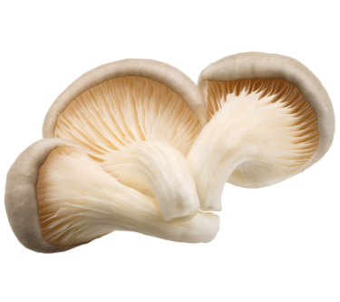 can dogs eat oyster mushrooms