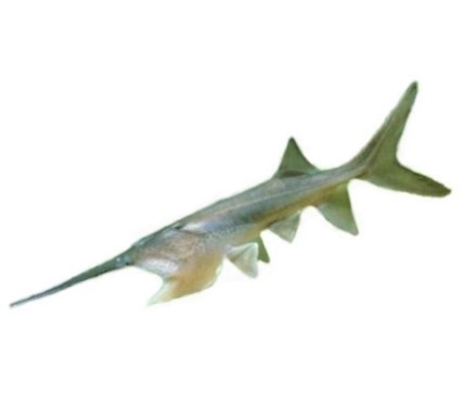 can dogs eat paddlefish