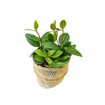 can dogs eat parallel peperomia