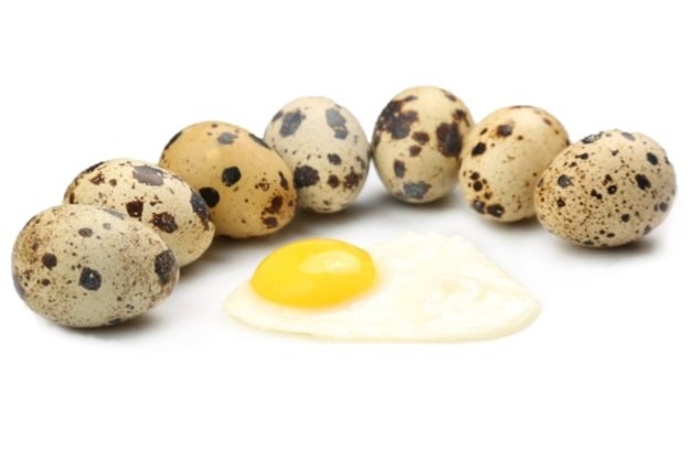 can dogs eat partridge eggs