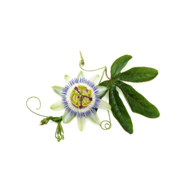 can dogs eat passionflower